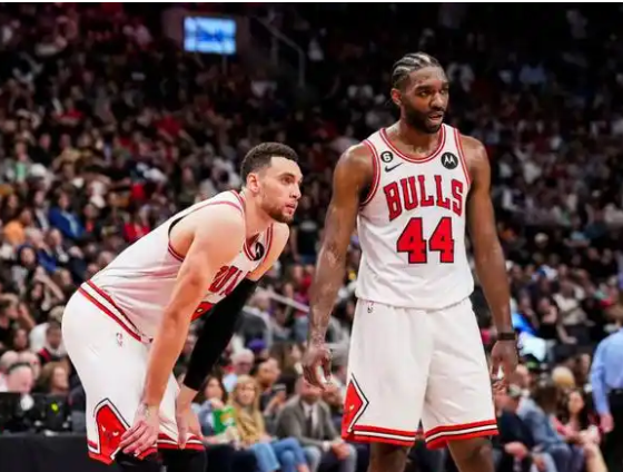 公牛：逆境中绽放的坚韧之花